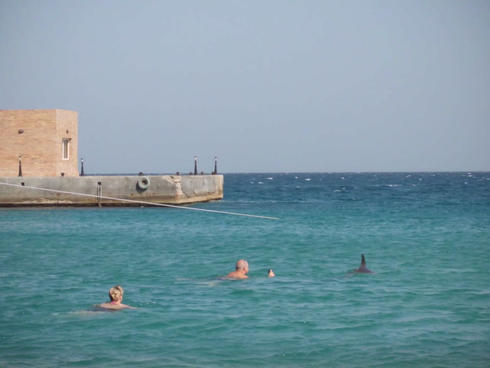 Unsere hauseigenen Delfine Palm Beach Resort
