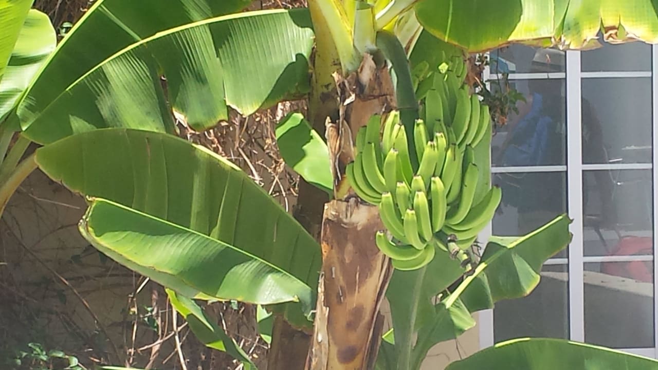 Bananen in der Anlage LABRANDA Bahía y Villas Fañabé