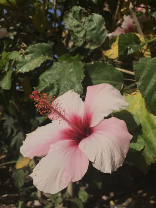 Sonstiges Marina Playa Suite Hotel