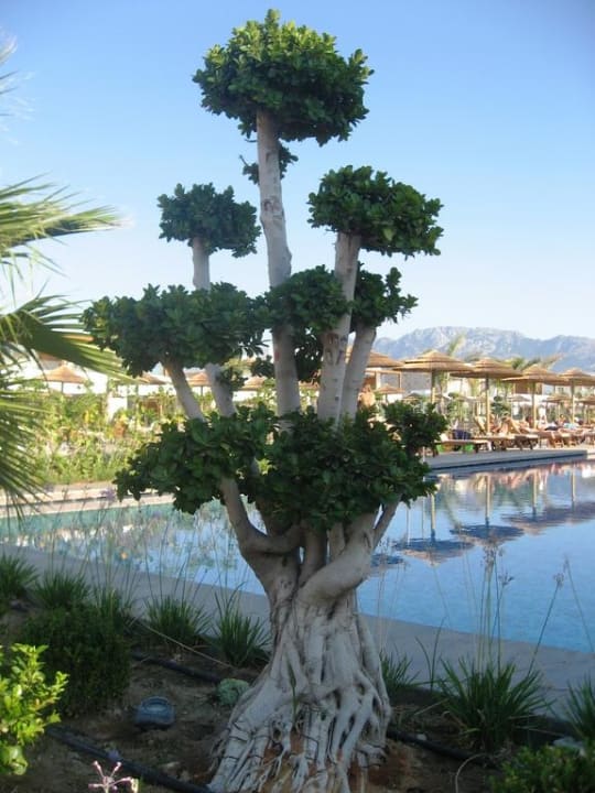 Garten-und Poolanlage TUI BLUE Palazzo del Mare