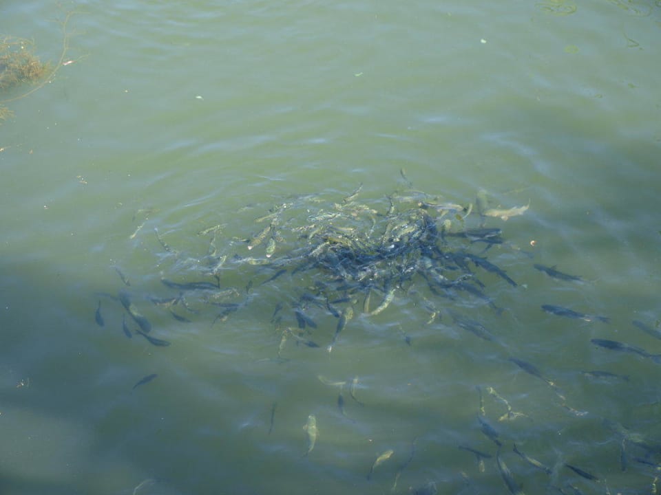 Fische Asteria Family Resort Side