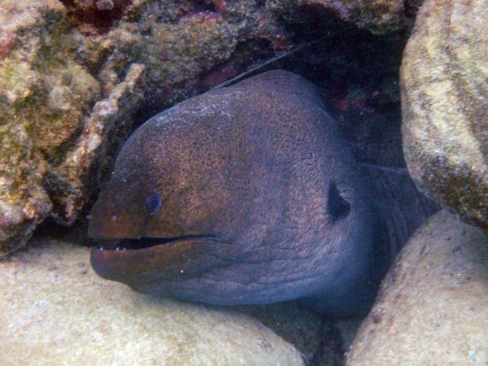 Muräne an der Steinwand - unter Flughund Baum Embudu Village