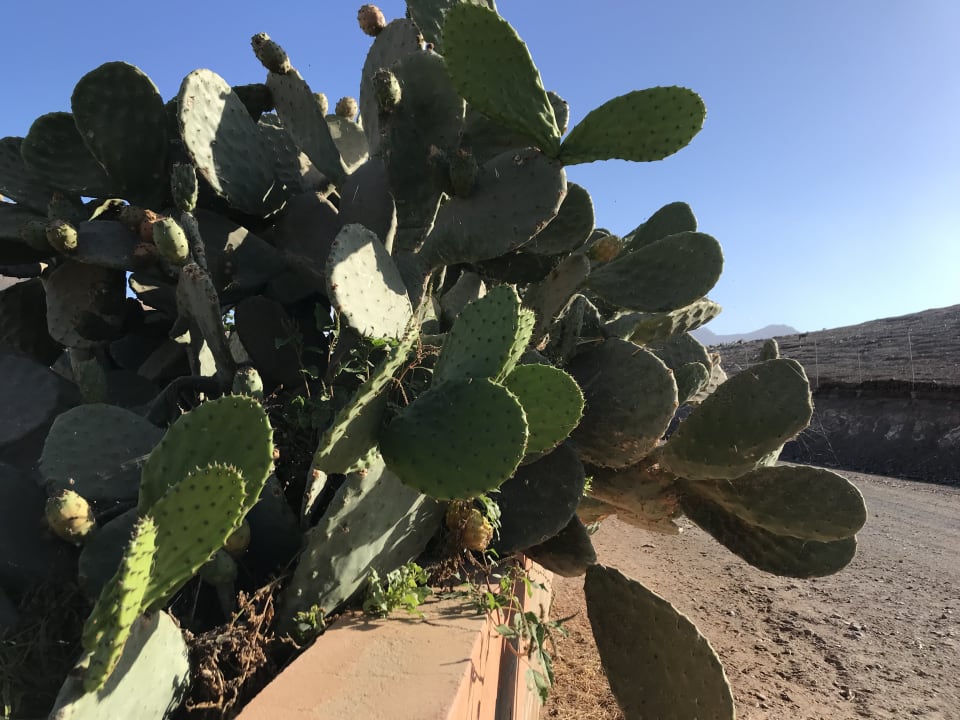 Garten Bakour Fuerteventura La Pared