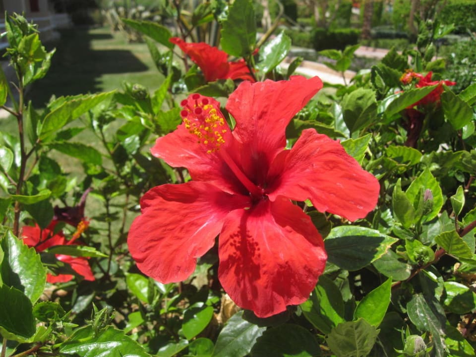 Schöne Anlage Golden Beach Resort