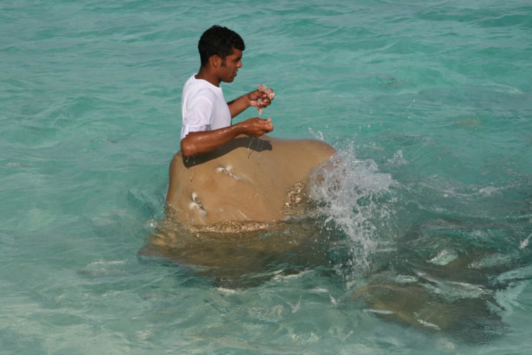Banyan Tree, Vabbinfaru, Stachelrochenfütterung Banyan Tree Vabbinfaru