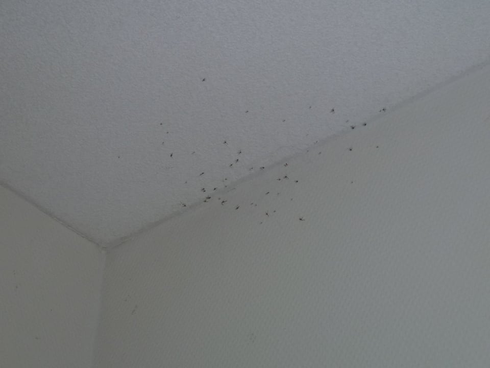  Spinnennetz Strandhotel Vigilante