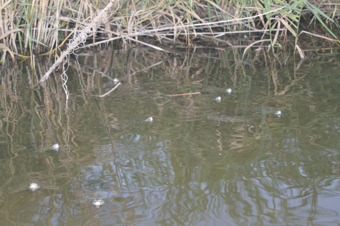 Żółwie Hotel Athos Palace