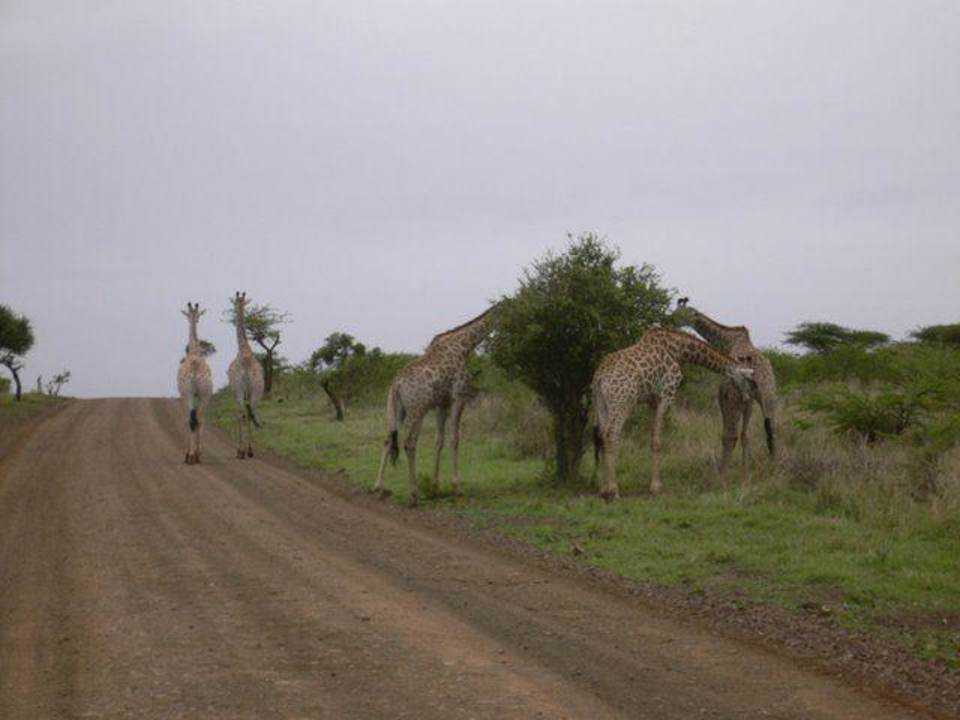 Im Park Hotel Zulu Nyala Game Lodge