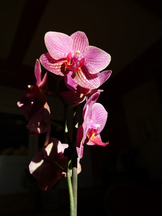 Lobby Hotel Alpenblick