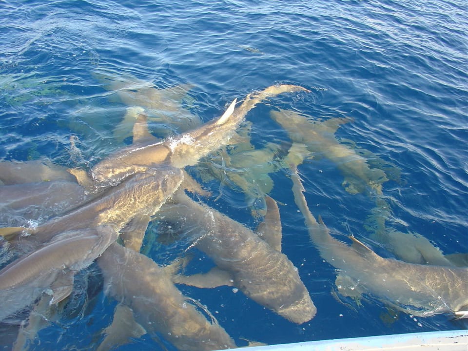 Ammenhaie bei der "shark-feeding-tour" Adaaran Club Rannalhi - All Inclusive