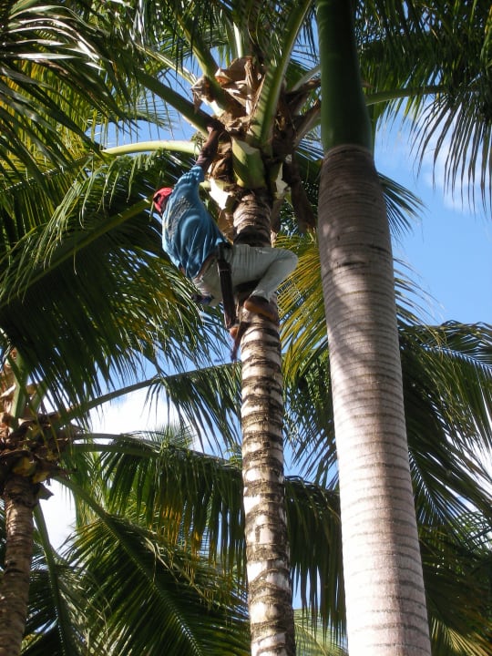 Palmenpflege Wyndham Alltra Samana