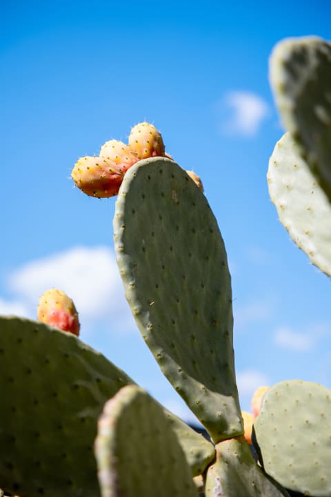 Gartenanlage Tirreno Resort
