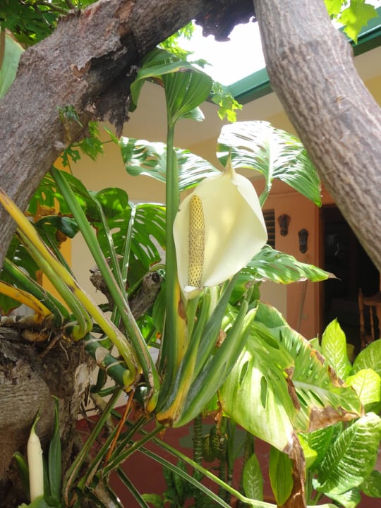 Mary's amazing planting. Casa Mary y Angel