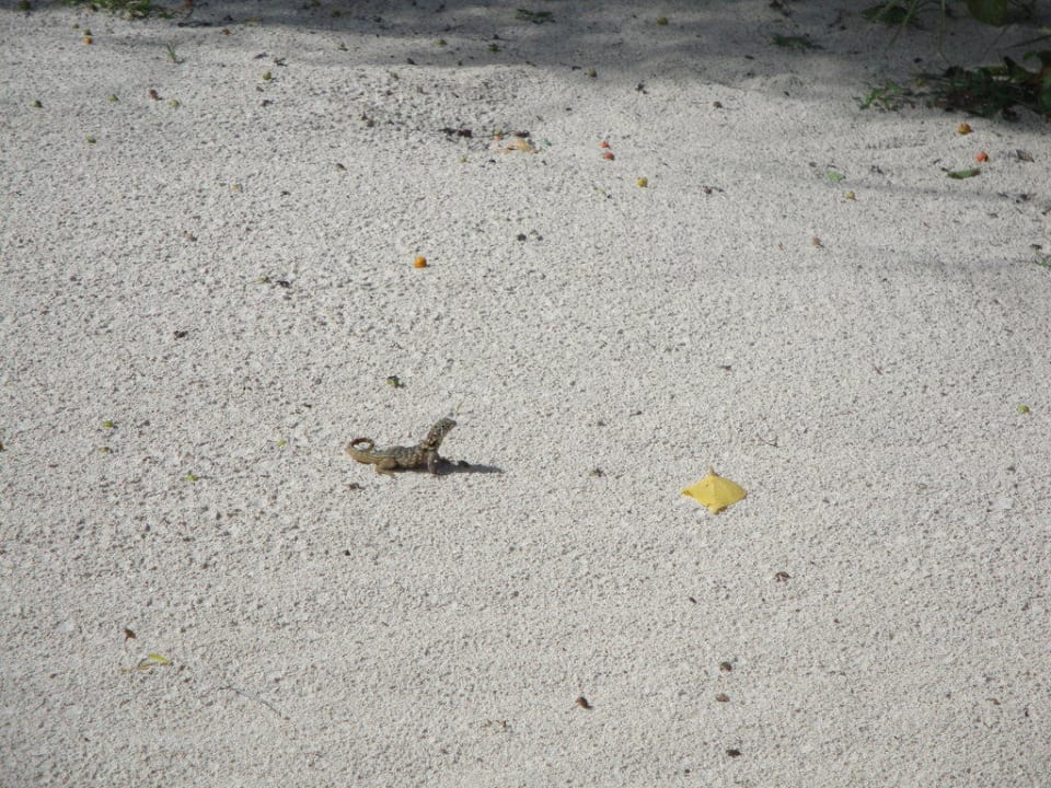 Einsamer Strand Royal Service at Paradisus Río de Oro Resort & Spa