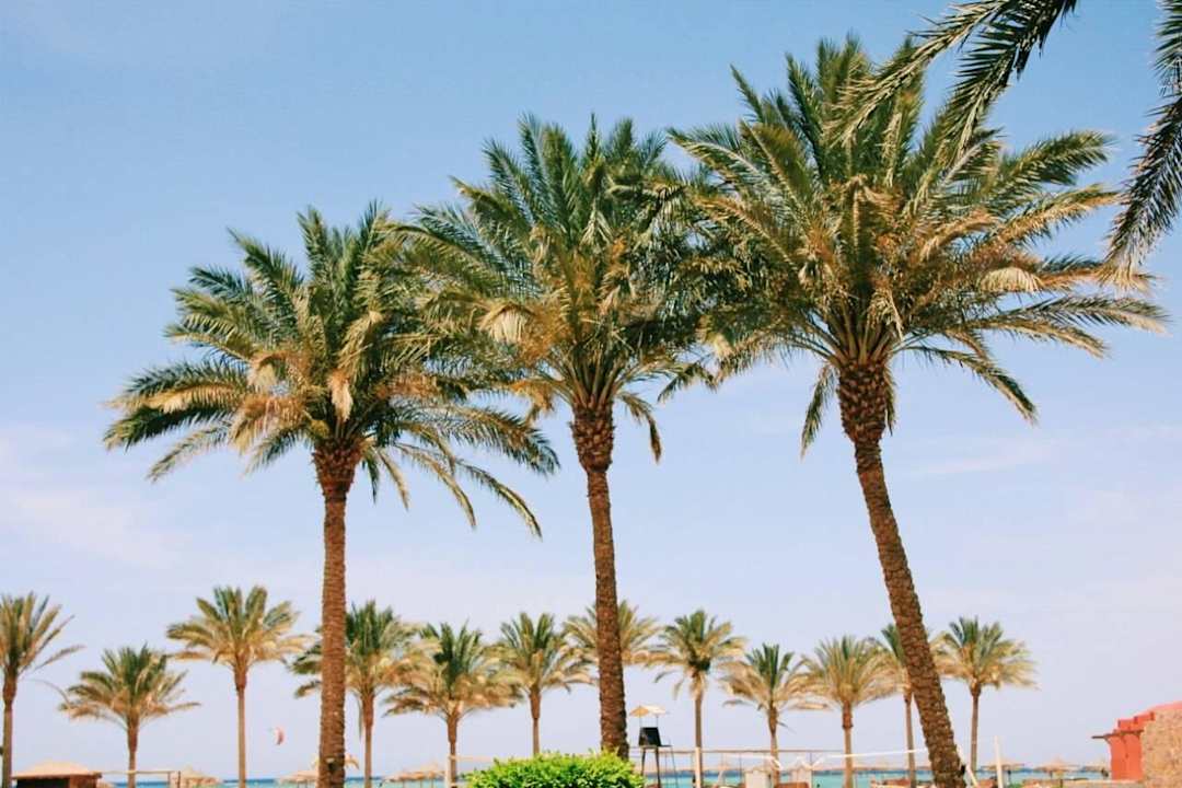 Местные пальмочки  Swisstouch Oriental Resort Marsa Alam