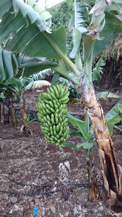 Banany BLUESEA Complejo Puerto Resort (Canarife y Bonanza Palace))