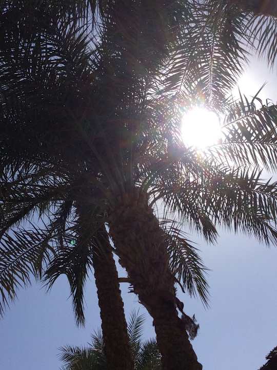 Gartenanlage JAZ Neo Saraya Palms