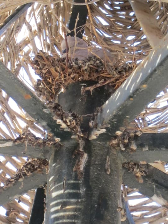 Vogel unter Schirm Brayka Bay Resort