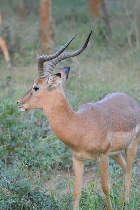 Auf der Pirschfahrt Hotel Pakamisa Lodge