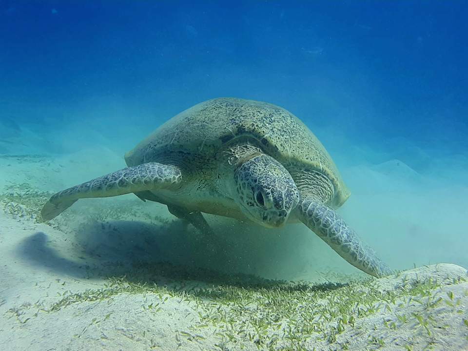 Pool Pickalbatros Oasis Hotel - Port Ghalib