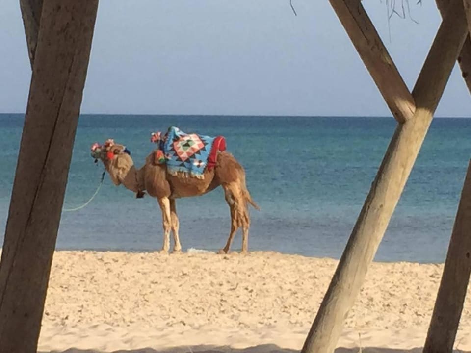 Das schönste Kamel The Orangers Beach Resort and Bungalows