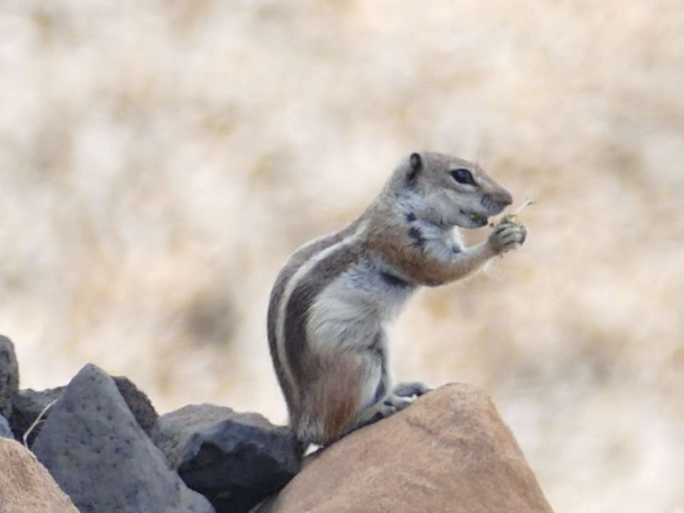 Strand Occidental Jandía Royal Level - Adults only