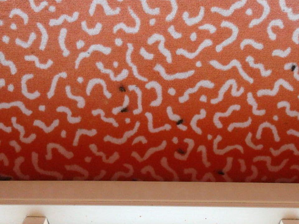 Das waren die Fliegen... SAVOY Hotel Bad Mergentheim