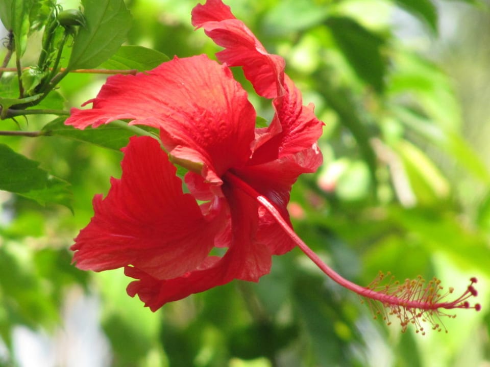 Wunderschöne Blüten Palm Paradise Cabanas