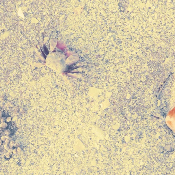 Einer von vielen Krebsen Rixos Bab Al Bahr