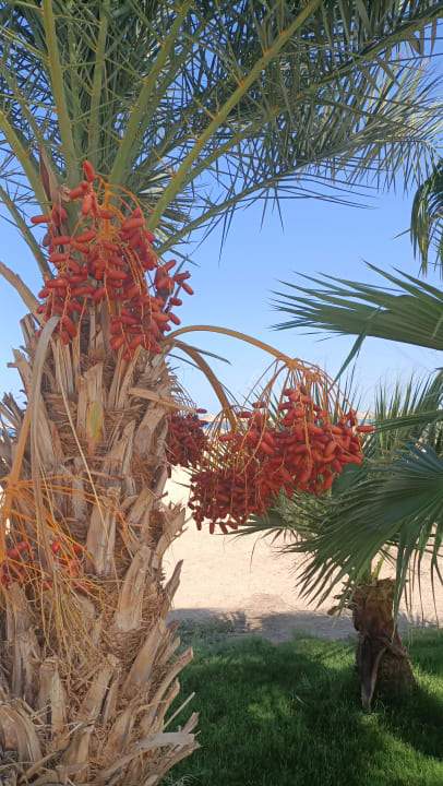 Strand Shams Safaga Resort