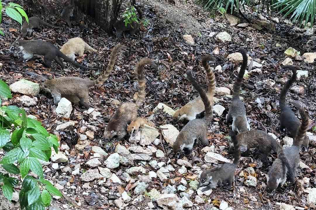 Gartenanlage Iberostar Waves Tucan
