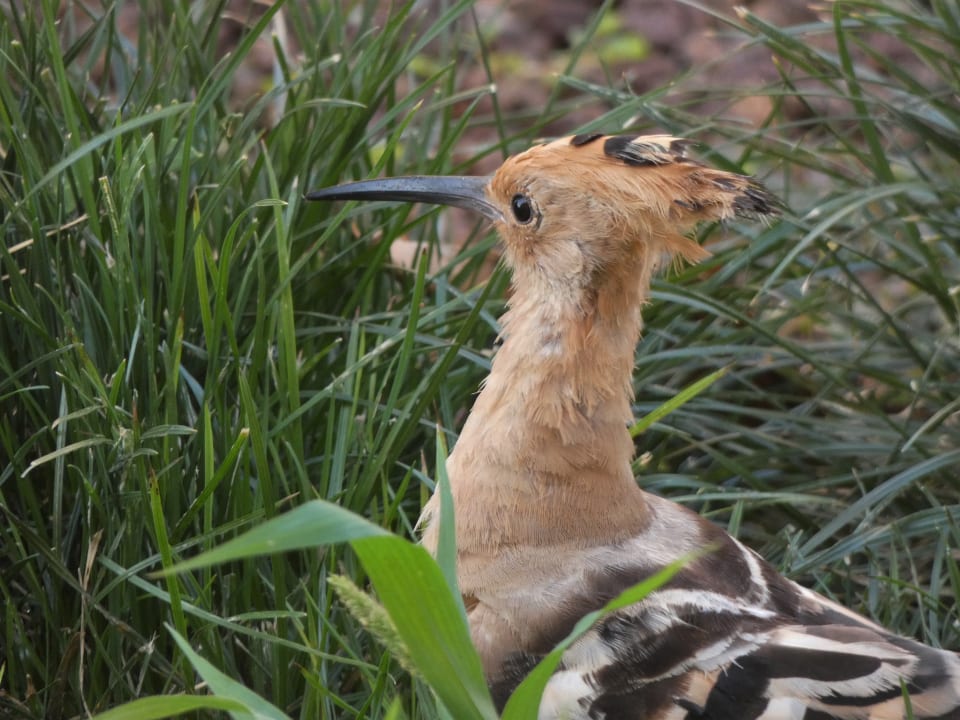 Wiedehopf im Hotel La Pared Bakour Fuerteventura La Pared