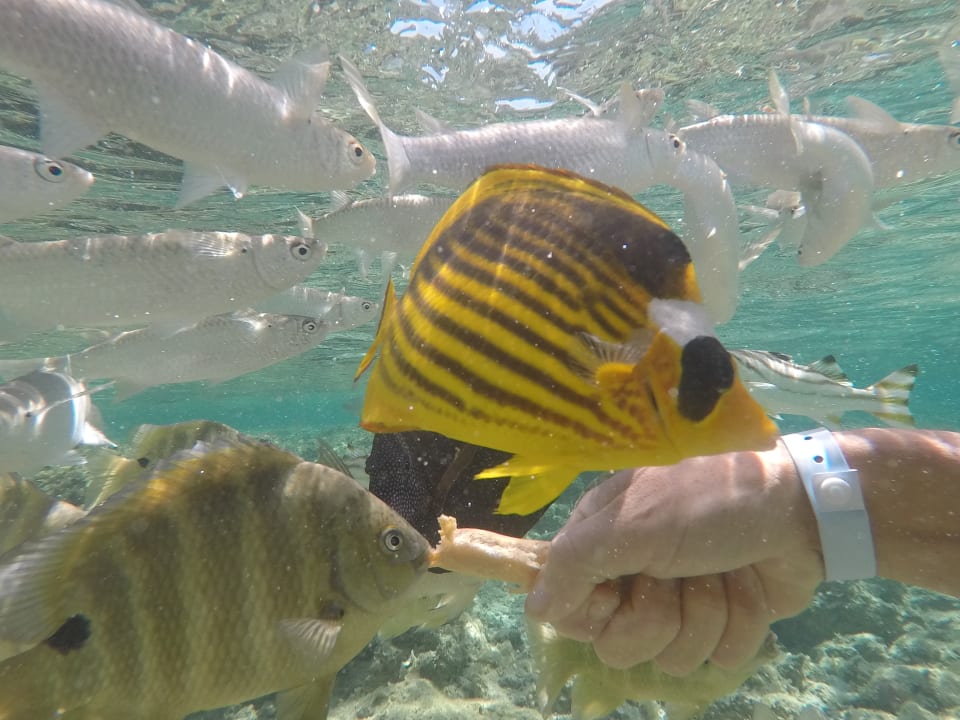 Sport & Freizeit Jaz Grand Marsa