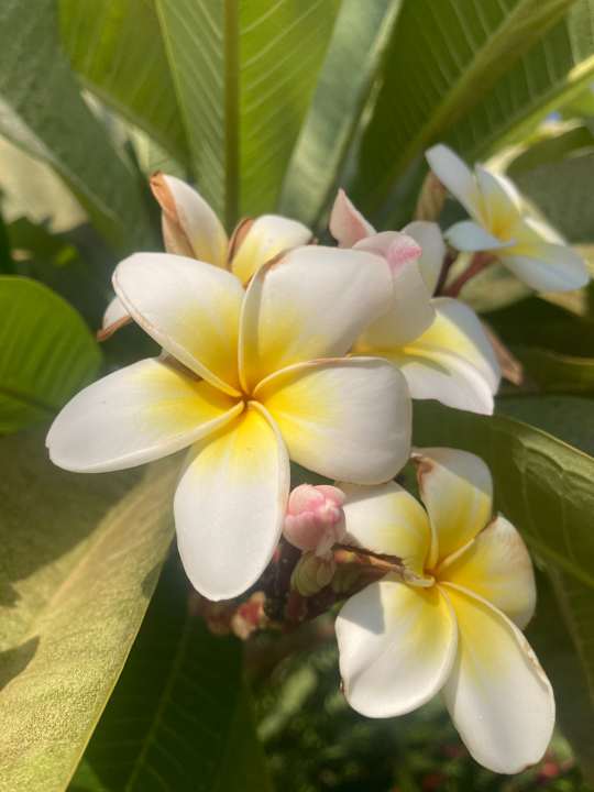 Gartenanlage JAZ Elite Riviera