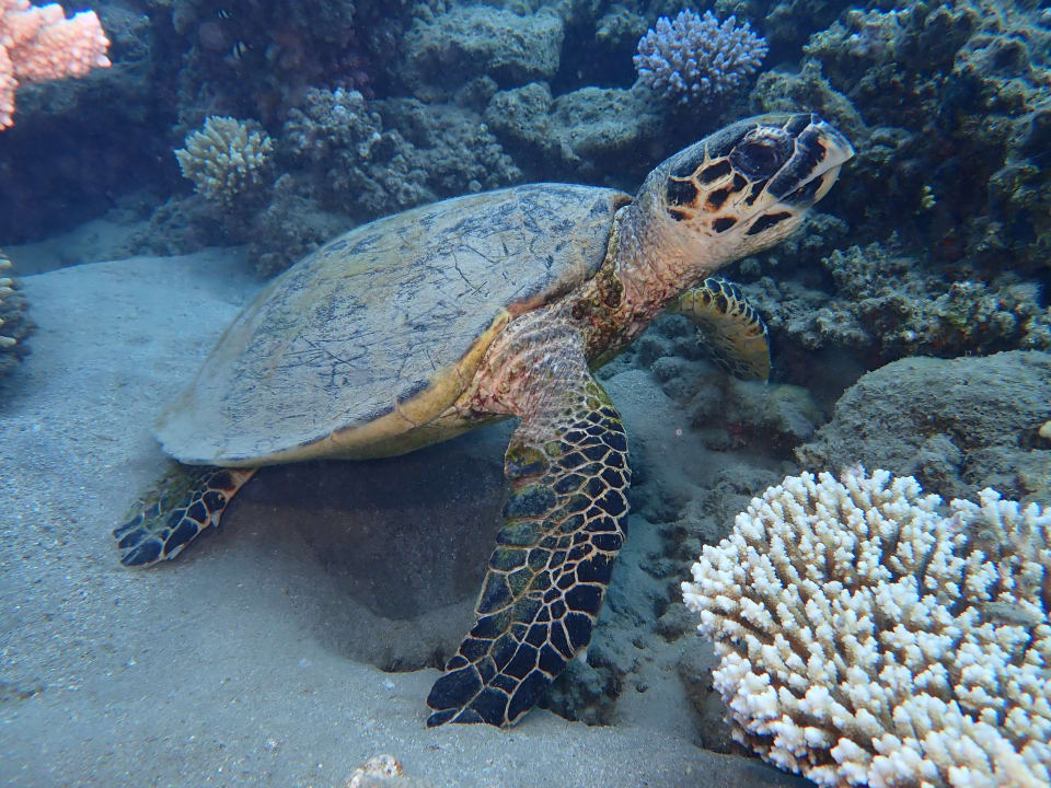 Sport & Freizeit Shams Alam Beach Resort