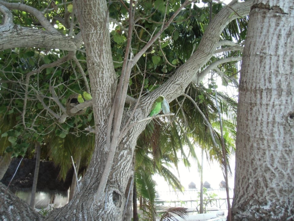 Wellensittiche ohne Ende Thulhagiri Island Resort