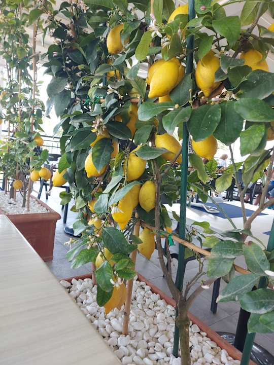 Gastro Aldiana Club Rocca Nettuno Calabria