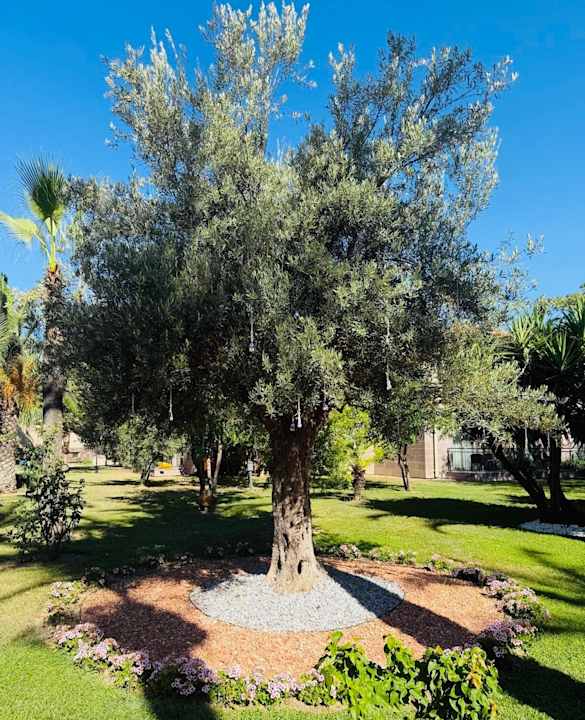Gartenanlage TUI BLUE Palm Garden
