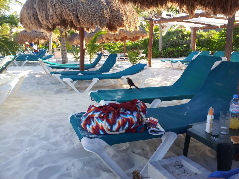 Dieser Strand ist traumhaft Catalonia Playa Maroma