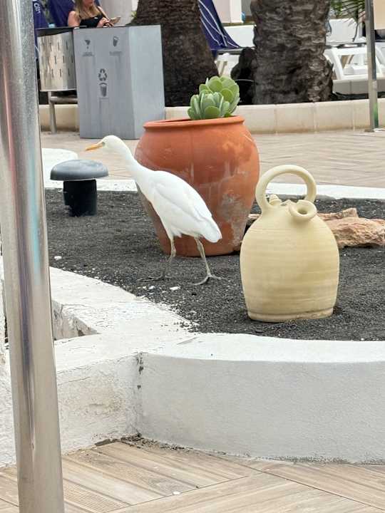 Pool H10 Ocean Suites