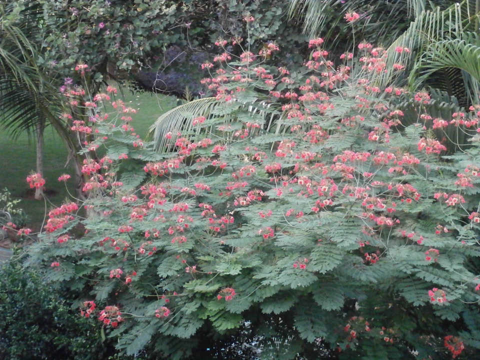 Gepflegt Hotel Sparsa Resort Thiruvanamalai