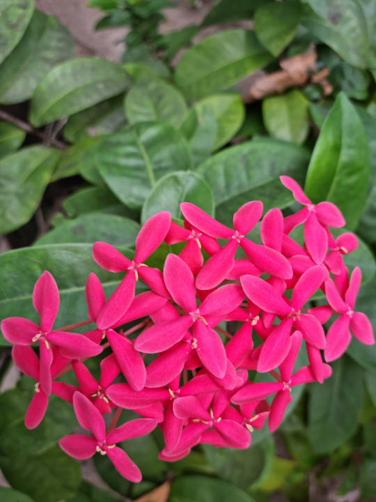 Gartenanlage Mirihi Island Resort