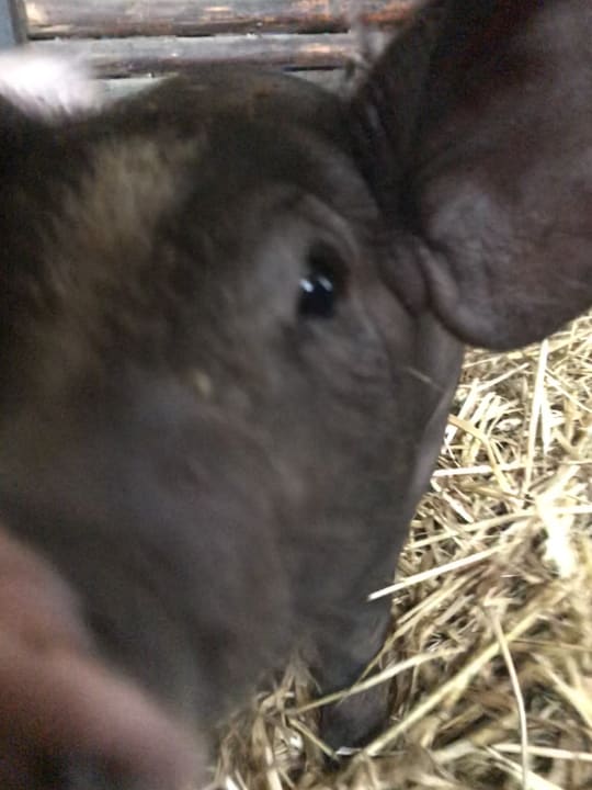 Sonstiges Ferienhof Thomsen