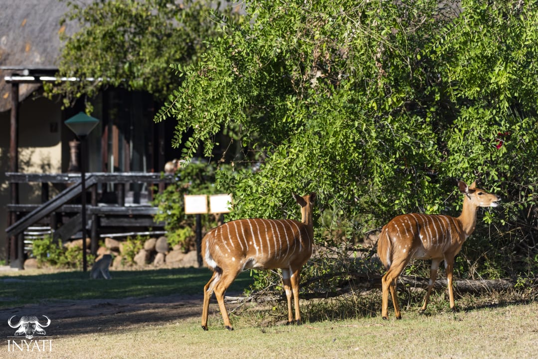 Gartenanlage Inyati Game Lodge