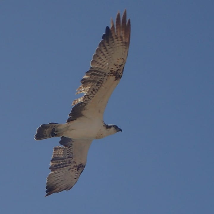 Sonstiges Steigenberger Coraya Beach - Adults only