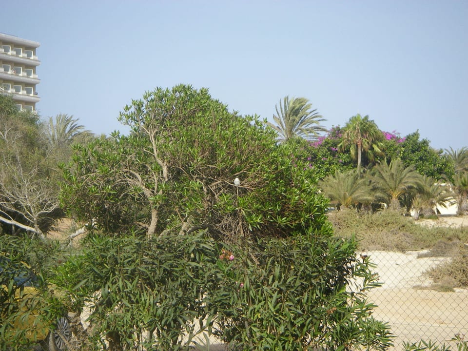 Grünanlage Hotel Riu Oliva Beach - Hotel