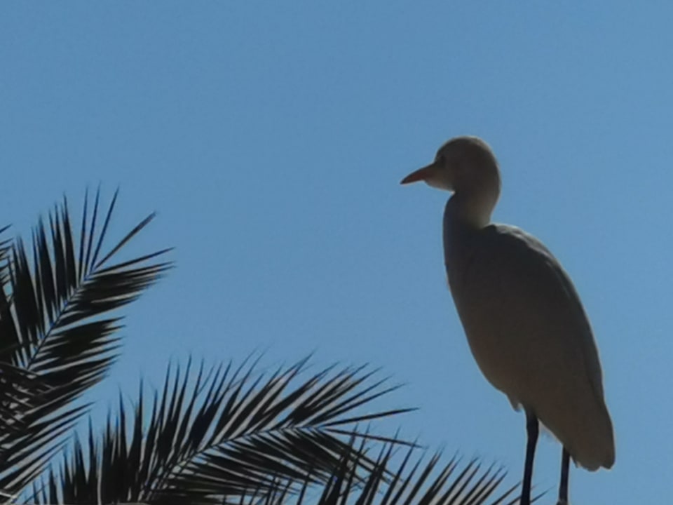 Sonstiges Desert Rose