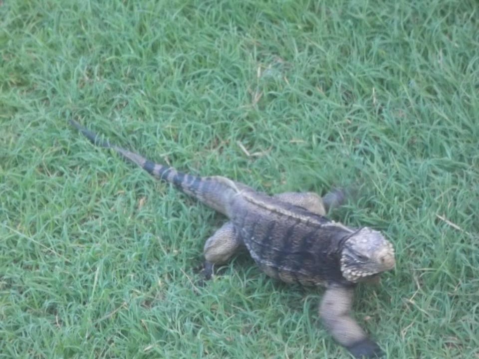 Nicht ganz ungefährliche Kreaturen Starfish Cuatro Palmas