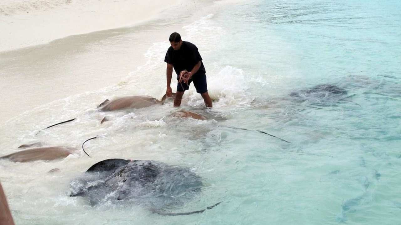 Rochenfütterung NH Collection Maldives Reethi Resort