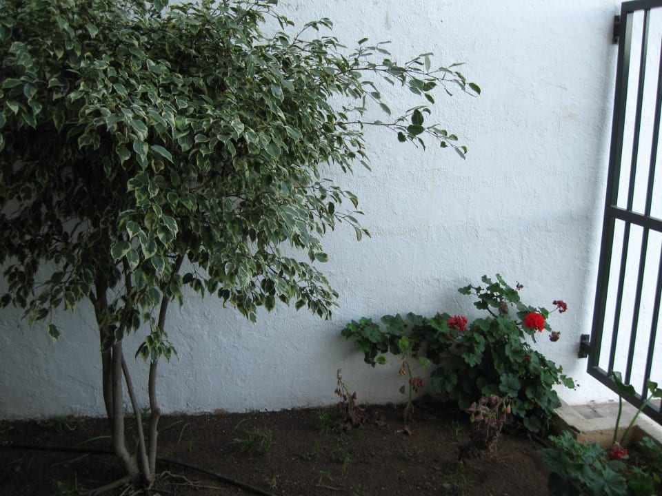 Ausblick durch die Tür Hotel Los Dragos del Norte